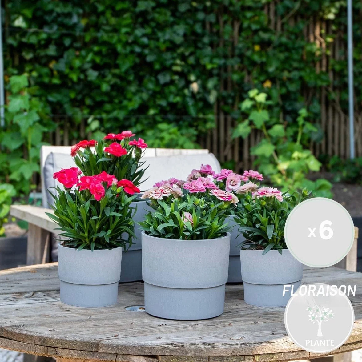 Dianthus Œillet Mélange de couleurs Lot de 6 Plantes de jardin Hauteur 15-20 cm Pot 10,5 cm