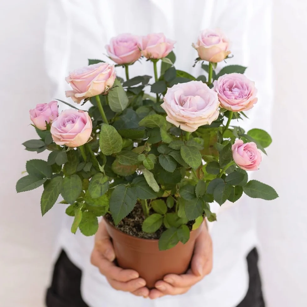 Rosier Rose Avec Cache Pot Plante d'Intérieur Exterieur Cadeau Fête des Mères