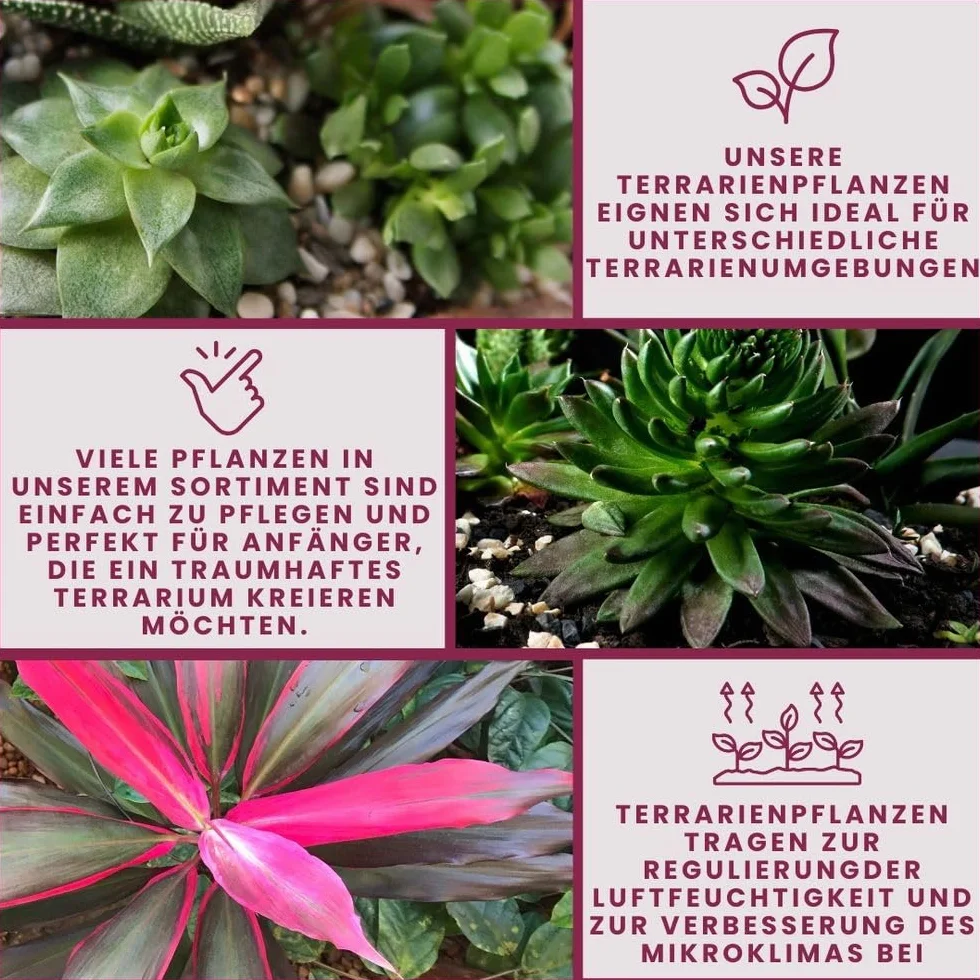 Acorus gramineus Hemygraphis Exotica Ophiopogon Kyoto AquaOne Lot de 3 plantes de terrarium vivantes paludarium forêt tropicale