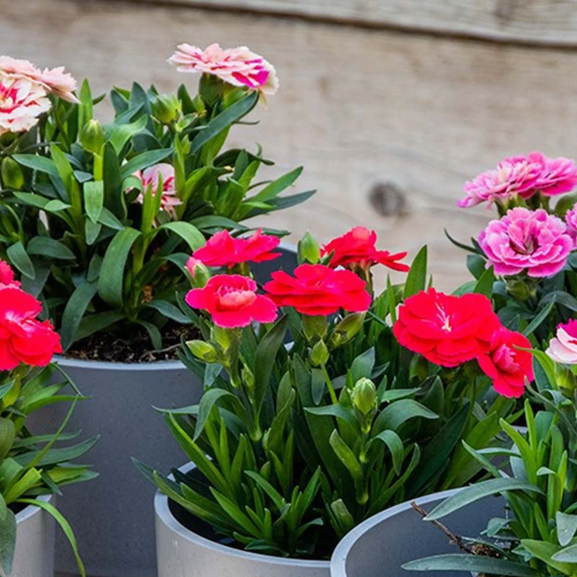 Dianthus Œillet Mélange de couleurs Lot de 6 Plantes de jardin Hauteur 15-20 cm Pot 10,5 cm