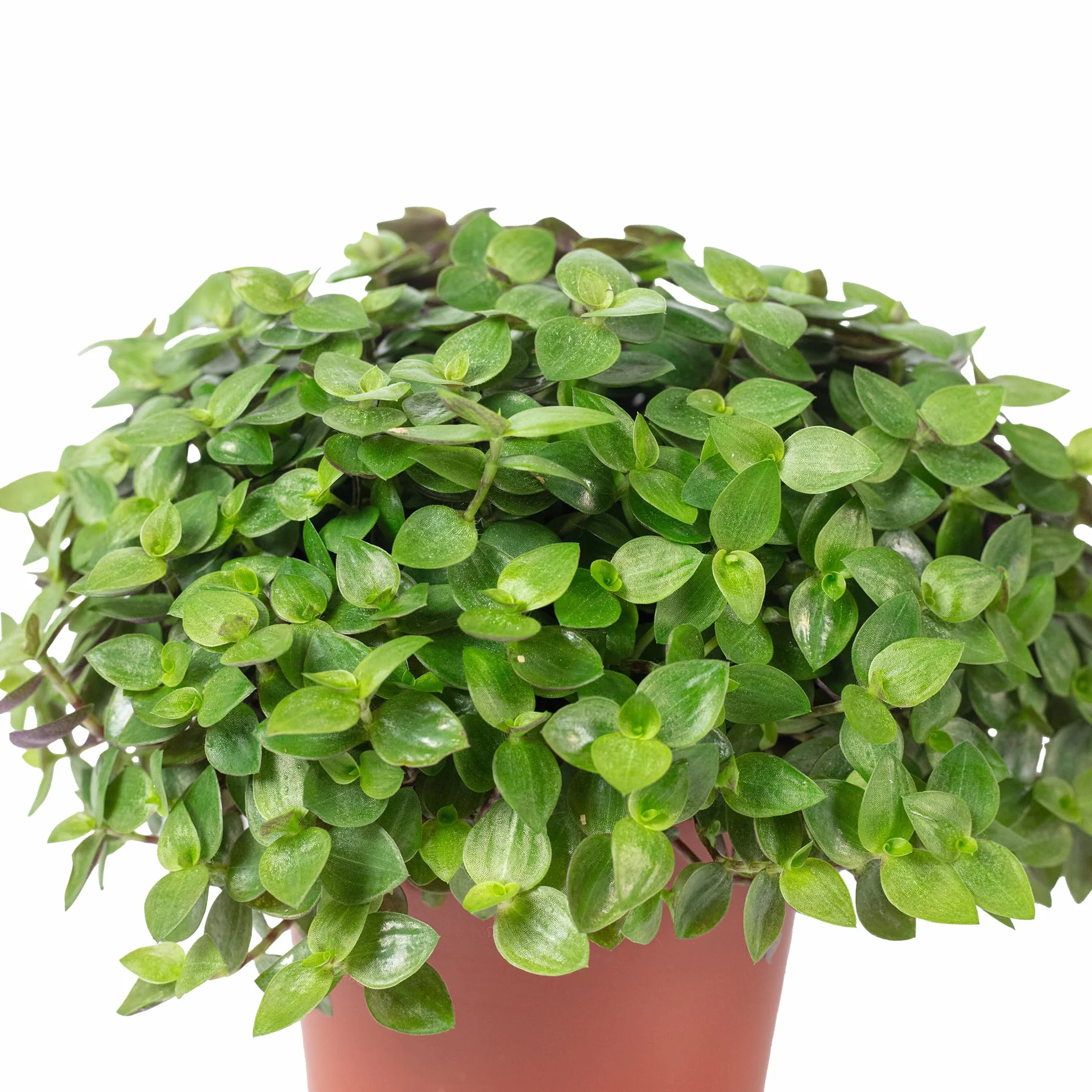 Callisia repens Turtle 'Smit Eden Elegance' plante d'intérieur 15 cm pot 10,5 cm Vert