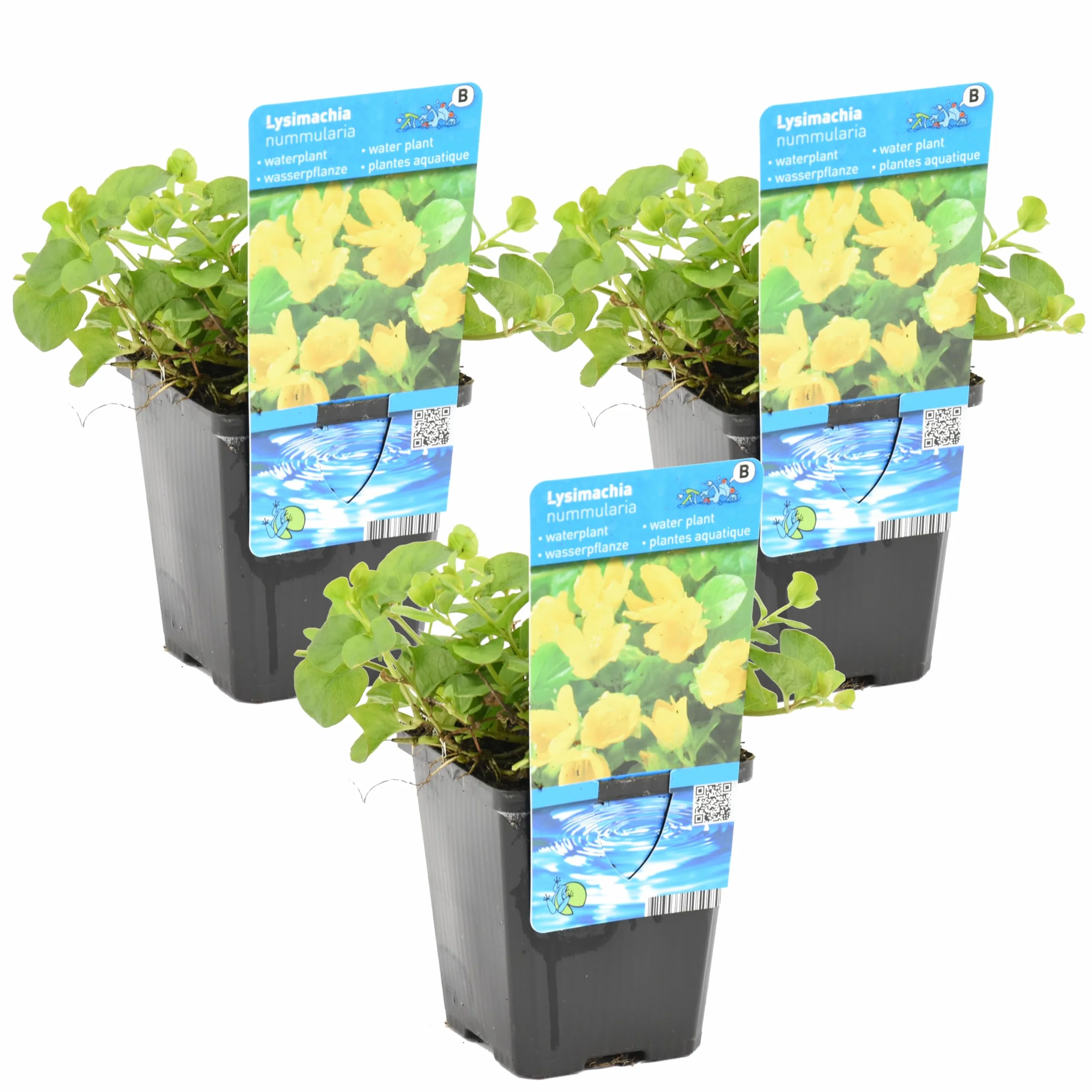 Bloomique Lysimachia Nummularia Herbe aux écus Plantes de bassin Résistante au gel Pot 9 cm