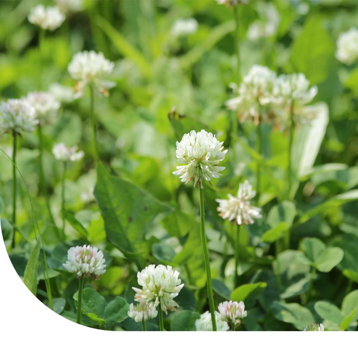 MRS Mélange de trèfle Duo - 1 kg pour 500 m² - Mélange de trèfle blanc et rouge - Liaison supplémentaire de l'azote - Stimule la biodiversité - Pour les pelouses et les prairies
