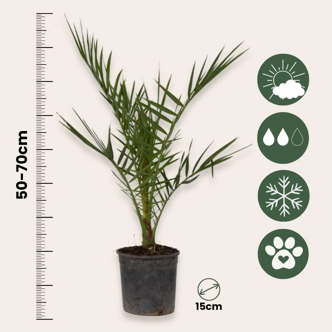 Plant in a Box - Palmiers d'extérieur - Mélange de 3 plantes - Pot 15cm - Hauteur 50-70cm