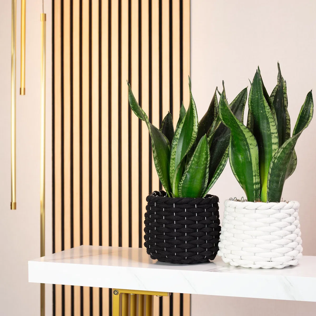 Sansevieria trifasciata Black Coral - Lot de 2 plantes d’intérieur (chanvre arc, facile à nettoyer, hauteur env. 35 cm, diamètre du pot de 12 cm)