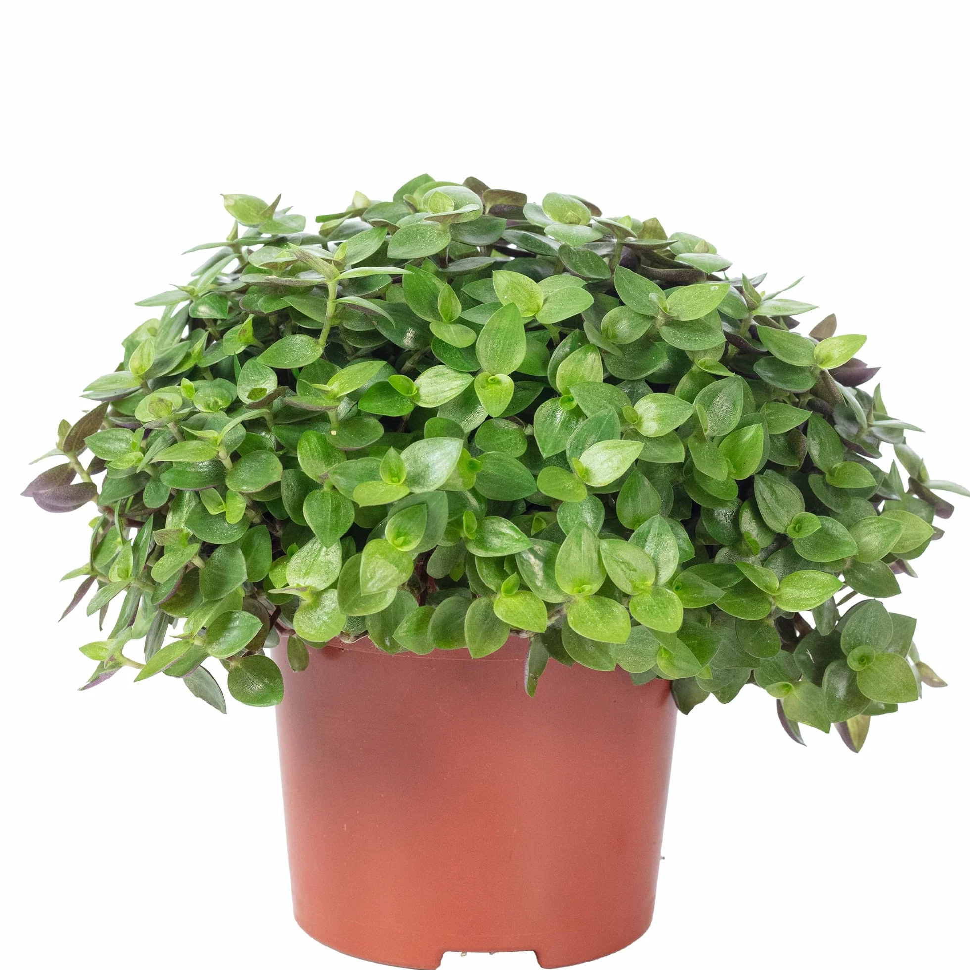 Callisia repens Turtle 'Smit Eden Elegance' plante d'intérieur 15 cm pot 10,5 cm Vert