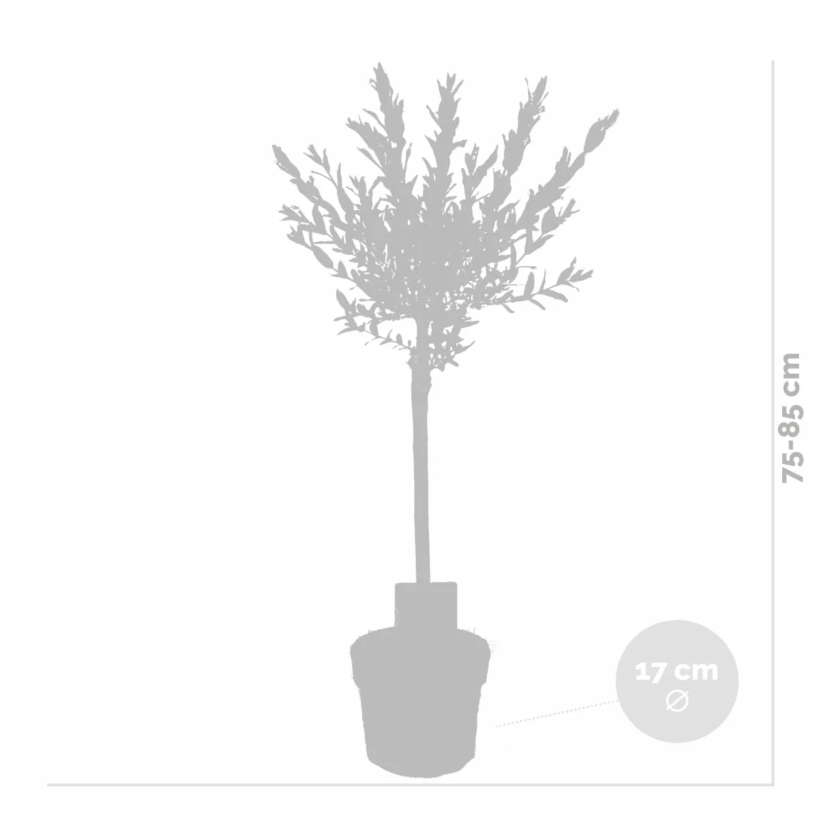 Saule panaché Salix integra 'Flamingo' Hauteur 60-80 cm Pot 17 cm