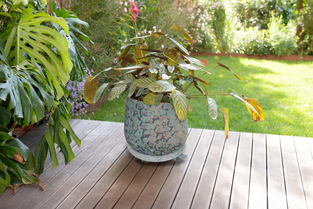 Louis Moulin Roule Plante Rond Aluminium - Support à Roulettes pour Pots de Fleurs - Diamètre 30 cm - Charge Lourde 130 kg - Usage Intérieur et Extérieur
