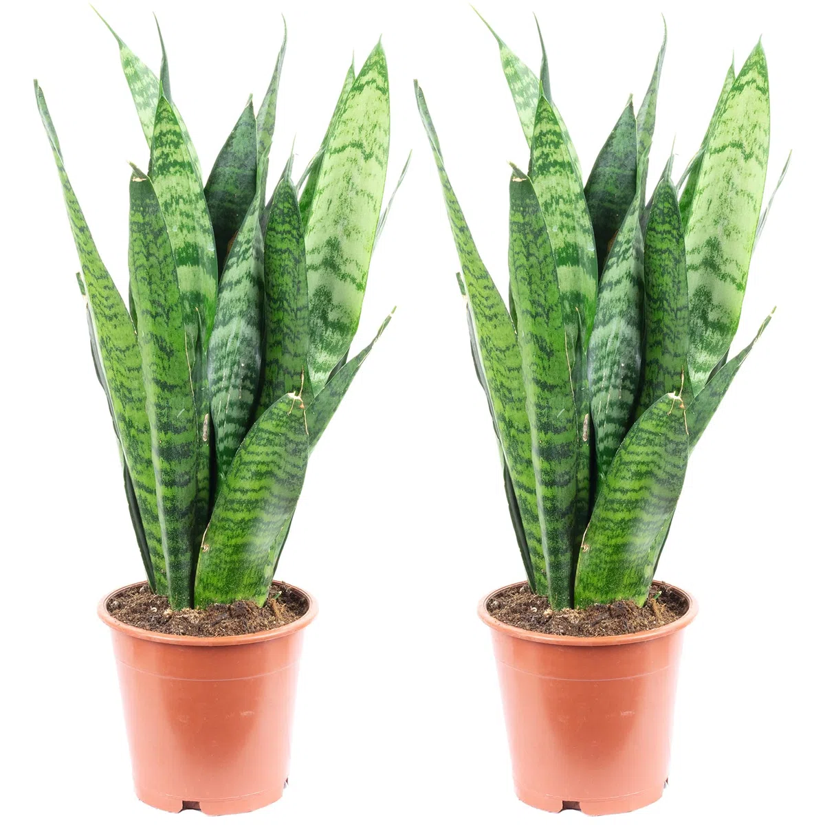 Sansevieria trifasciata Black Coral - Lot de 2 plantes d’intérieur (chanvre arc, facile à nettoyer, hauteur env. 35 cm, diamètre du pot de 12 cm)
