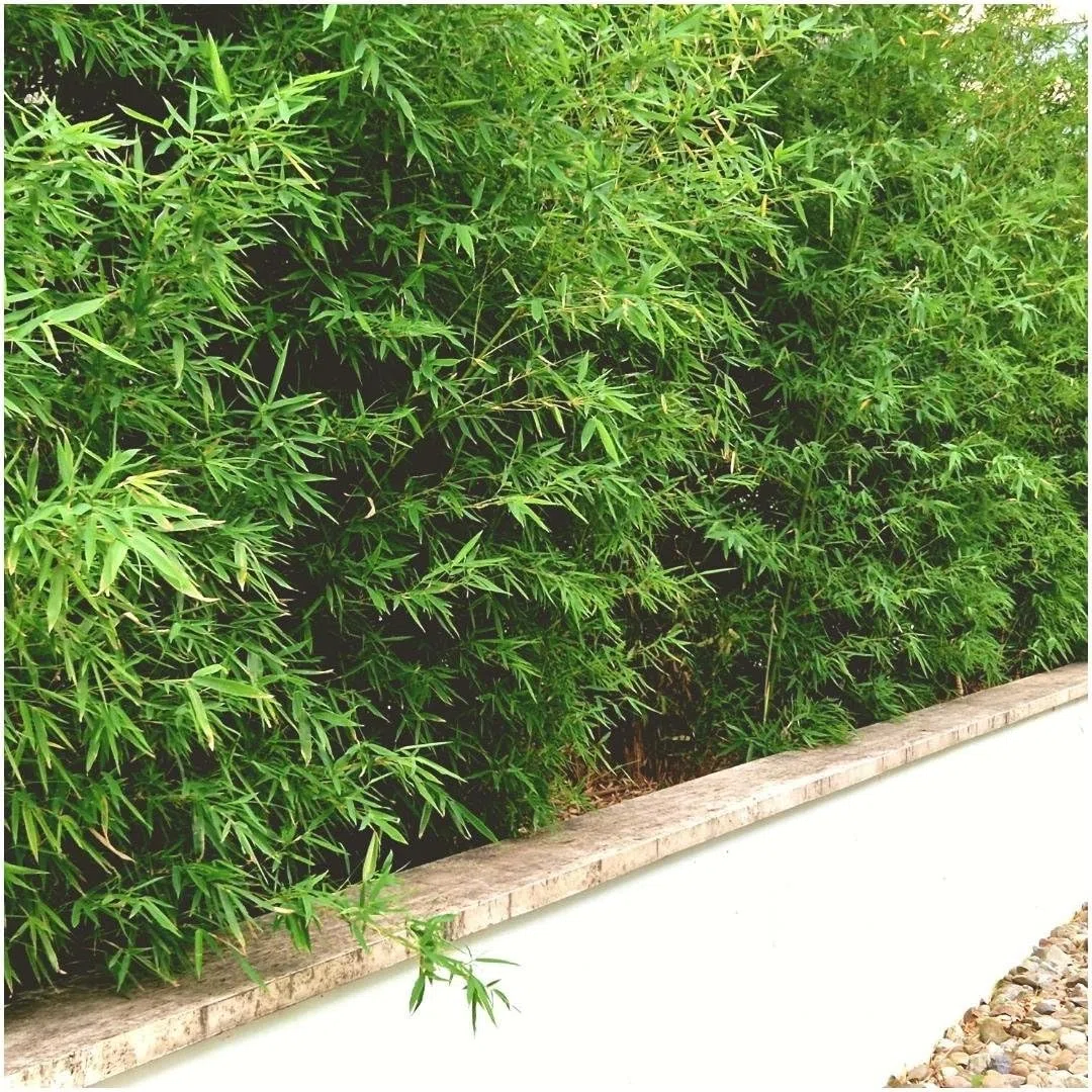 Plants by Frank | 6 Plantes de bambou rustique | Fargesia rufa | Ø13 cm | 25 cm | Bambou non traçant | Pour haie de pleine terre, pot ou jardinière | Plantes d’extérieur | Jardin