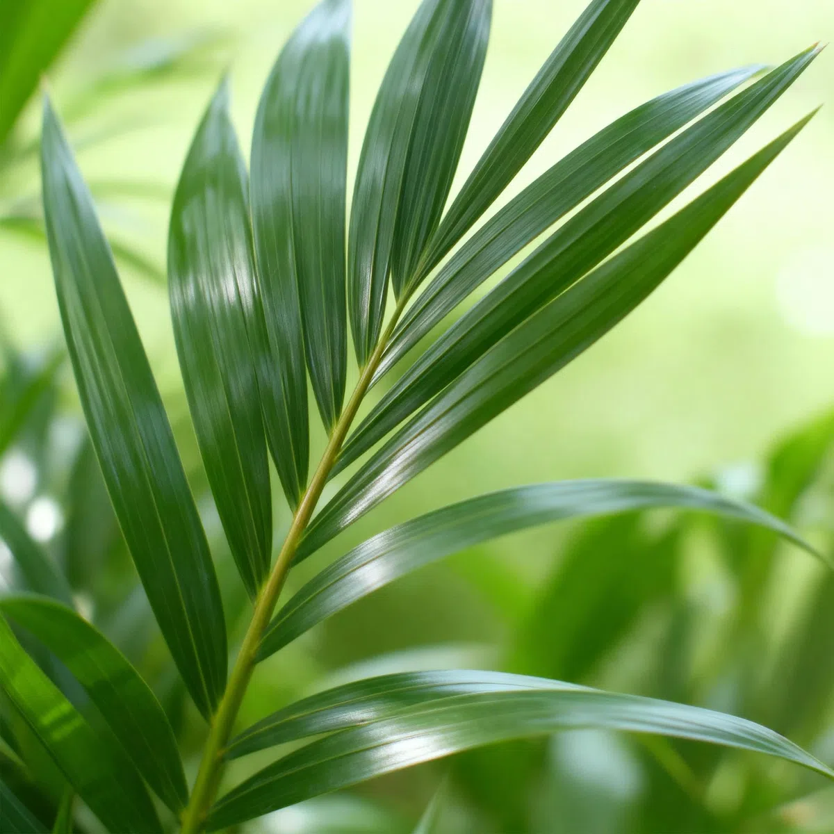 Green boutiQ - Plante d'intérieur - Howea Forsteriana - Palmier Kentia - Peu d'entretien - Vert - 1 plante - Pot 24cm - Hauteur 140-150cm