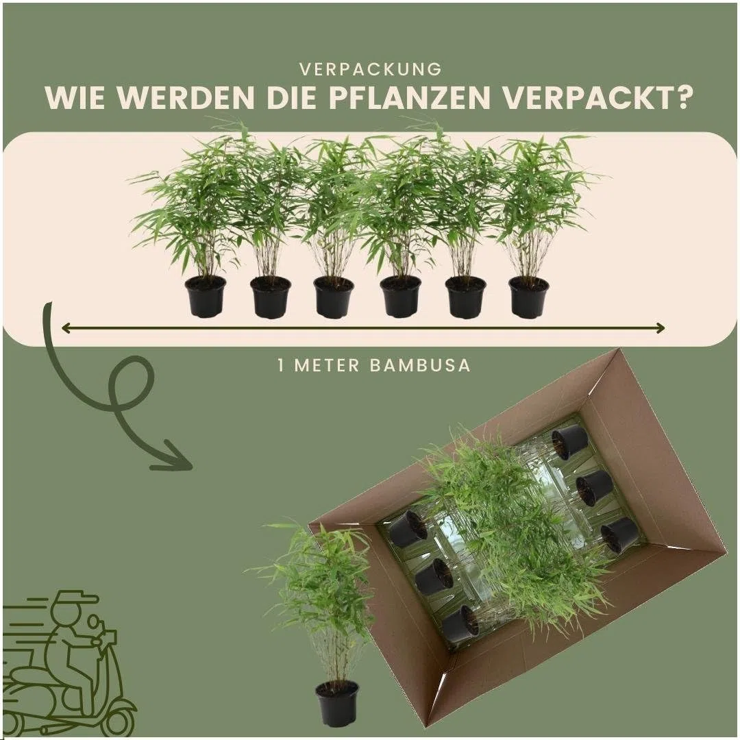Plants by Frank | 6 Plantes de bambou rustique | Fargesia rufa | Ø13 cm | 25 cm | Bambou non traçant | Pour haie de pleine terre, pot ou jardinière | Plantes d’extérieur | Jardin