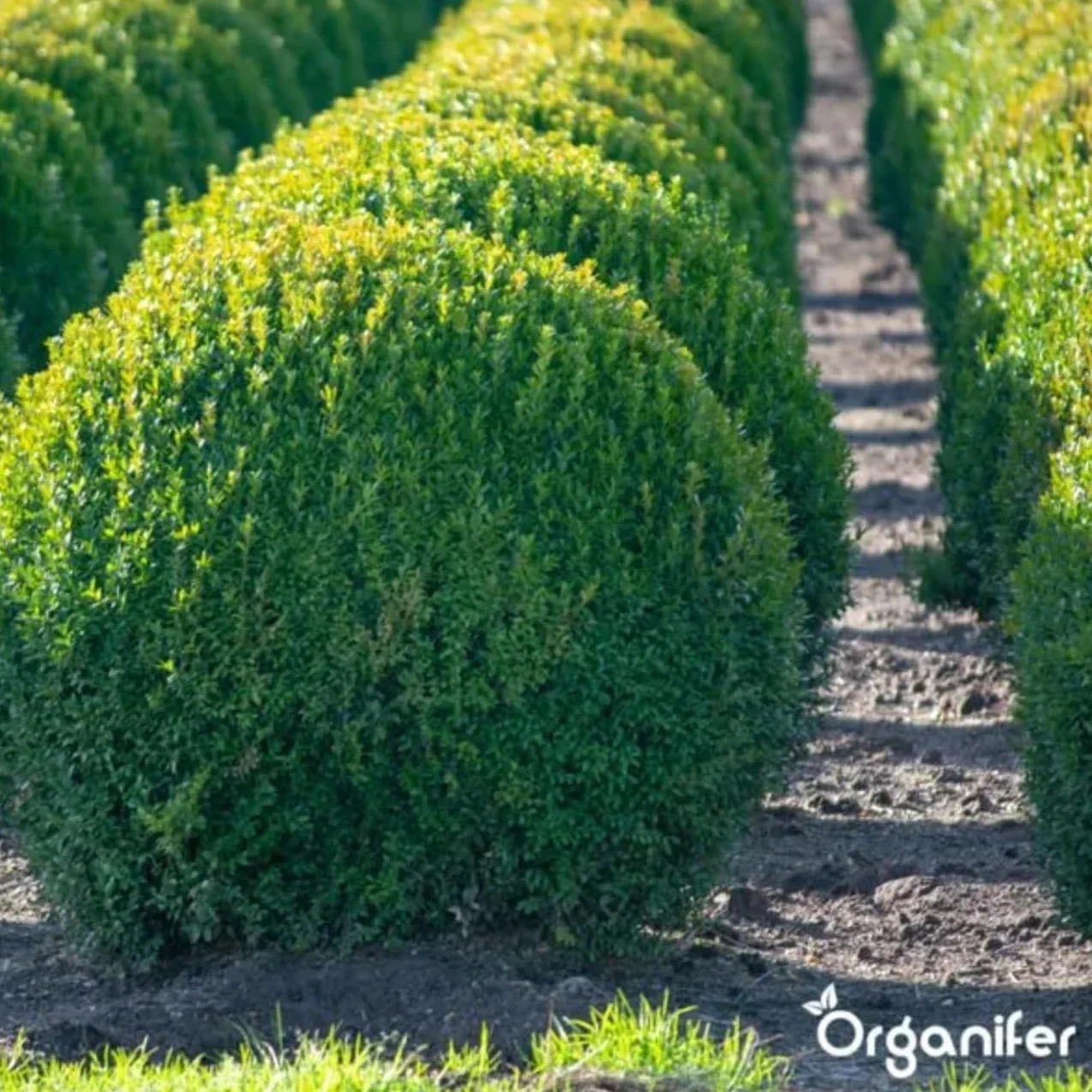 Buxus Vital 250 Ml - Concentré Pour 25 Mètres De Haie - Chenille Du Buis - Pyrale Du Buis - Moisissure Du Buis - Résistant - Organifer