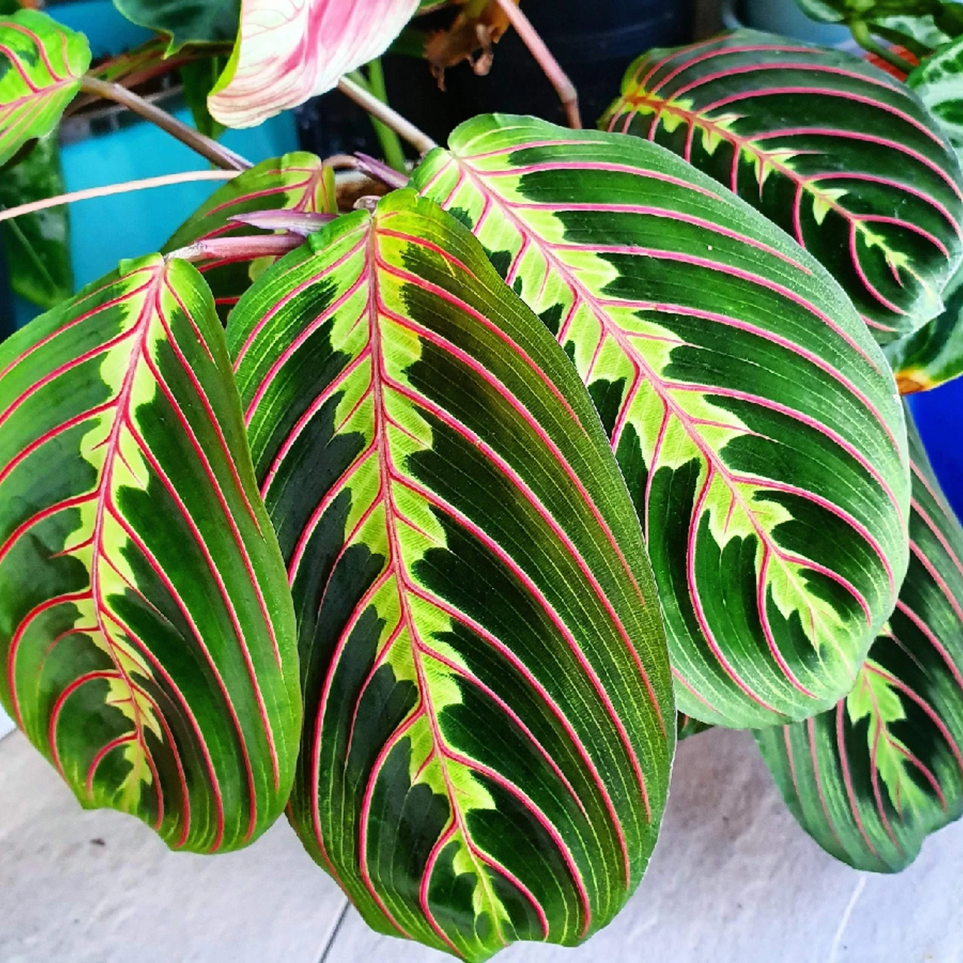 Fascinator Maranta Tricolore Pot 20-30cm pour Maison Bureau