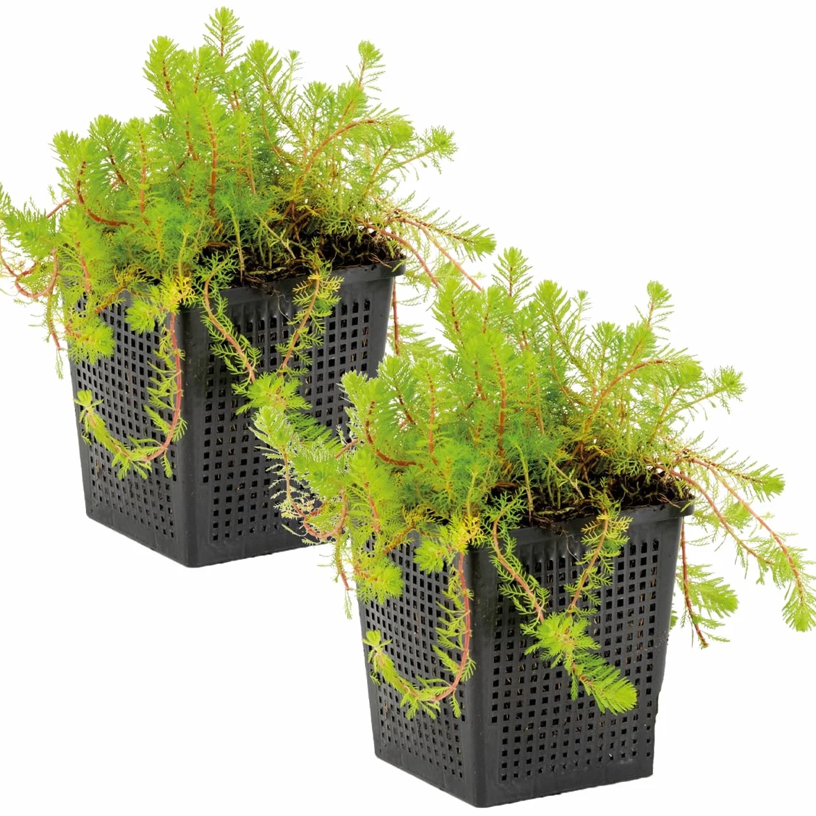 Bloomique Myriophyllum Red Stem Plantes de bassin aquatiques Rustique Hauteur 10-20 cm Pot 11 cm