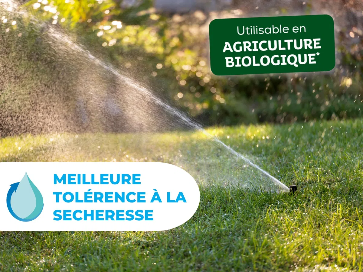 SOLABIOL Engrais Gazon Longue Durée - Sac 10 Kg - Jusqu'à 330m² - Améliore la tolérance à la sécheresse - Résiste au piétinement - Gazon Plus Dense & Plus Vert SOGAZY10BP
