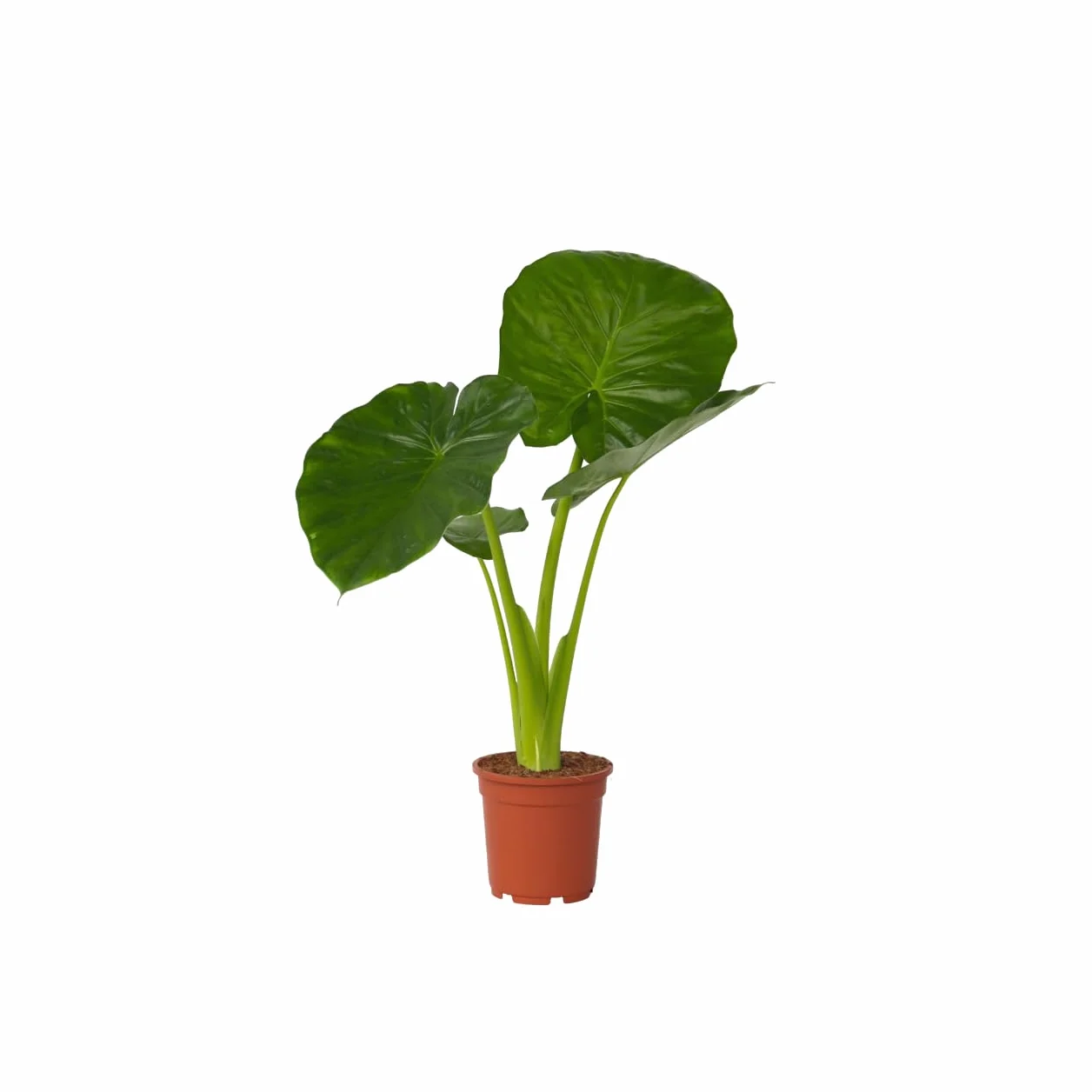 Alocasia Odora Oreille d'éléphant Pot 17cm Hauteur 55-75cm