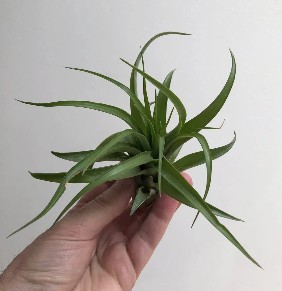 Trendyairplants - Lot de 3 Plantes Aériennes Réelles Tillandsia avec Coquilles d'Oursin Alfonso - Décoration Naturelle Intérieure - Purificateur d'Air - Facile d'Entretien - Cadeau Original