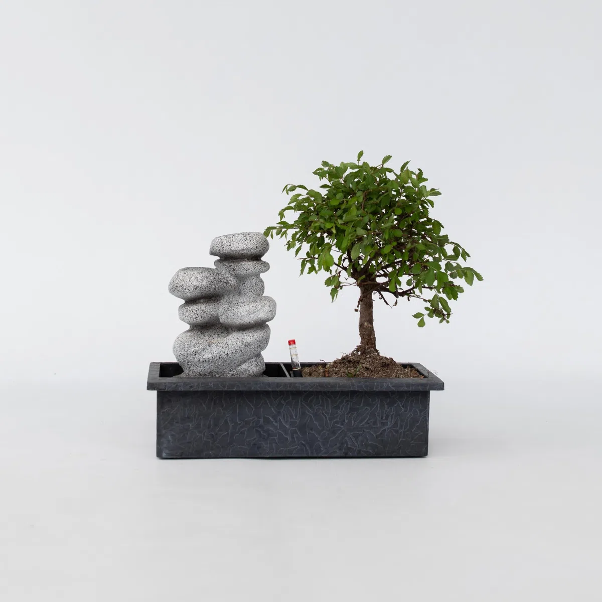 Plant in a Box - Bonsaï avec système d'eau facile à entretenir et cascade d'eau sur des pierres zen - Plante d'intérieur - Hauteur 25-35cm
