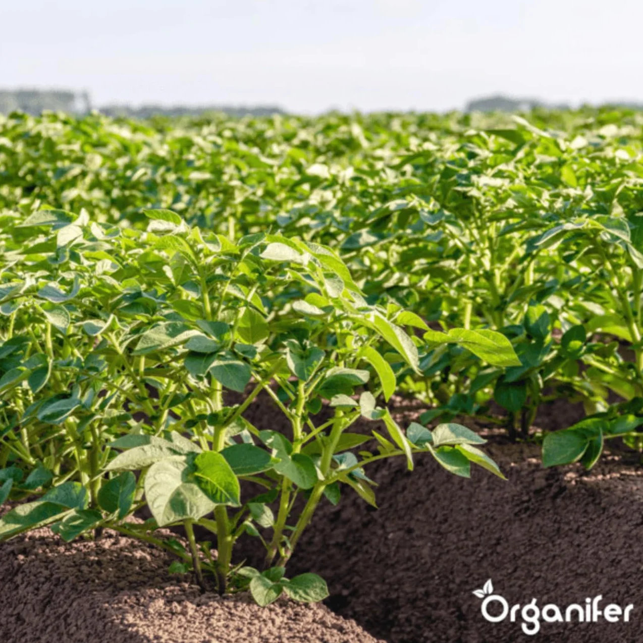 Concentré Phytophthora - 1000 Ml Pour 1000 M2 - Produit Pour Pommes De Terre Et Tomates - Entretien Des Plantes - Engrais Végétal - Organifer