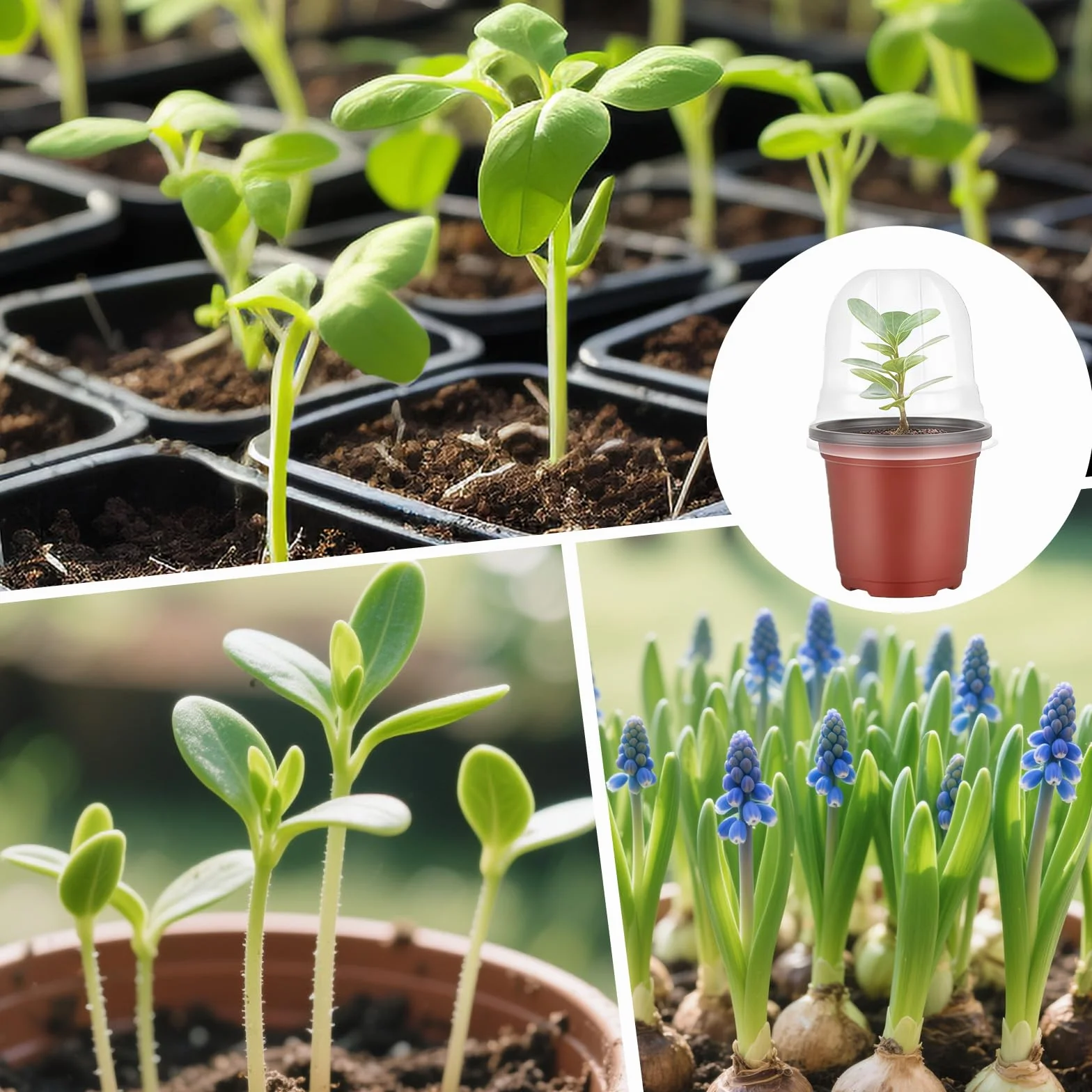 Godet Semis de Fleurs en Plastique 10 cm avec Dôme d'humidité 32 Pièces pour Jardin Intérieur Extérieur