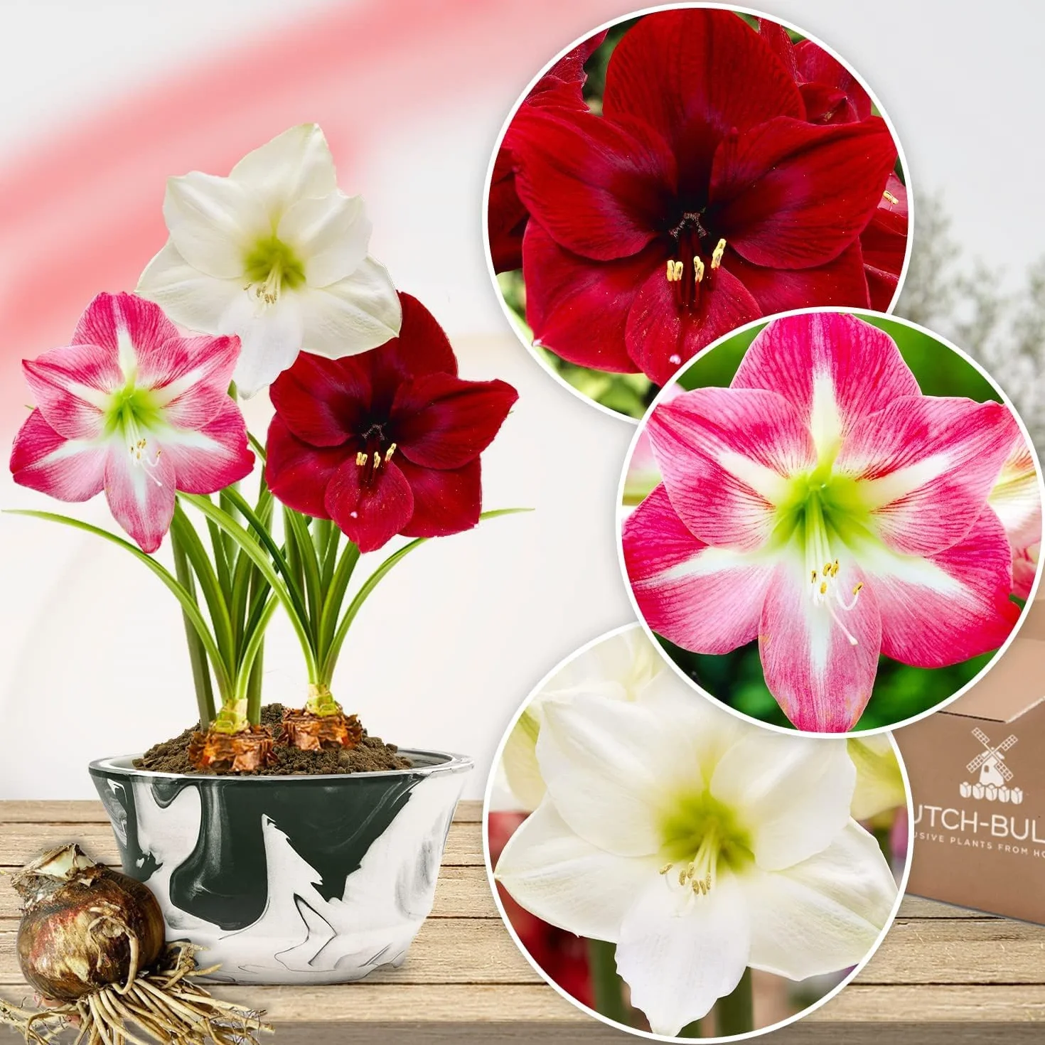 Amaryllis Bulbes Collection 3 Pièces Grand Format 26/28 - Bulbes à Fleurs Naturelles de Hollande Hippeastrum
