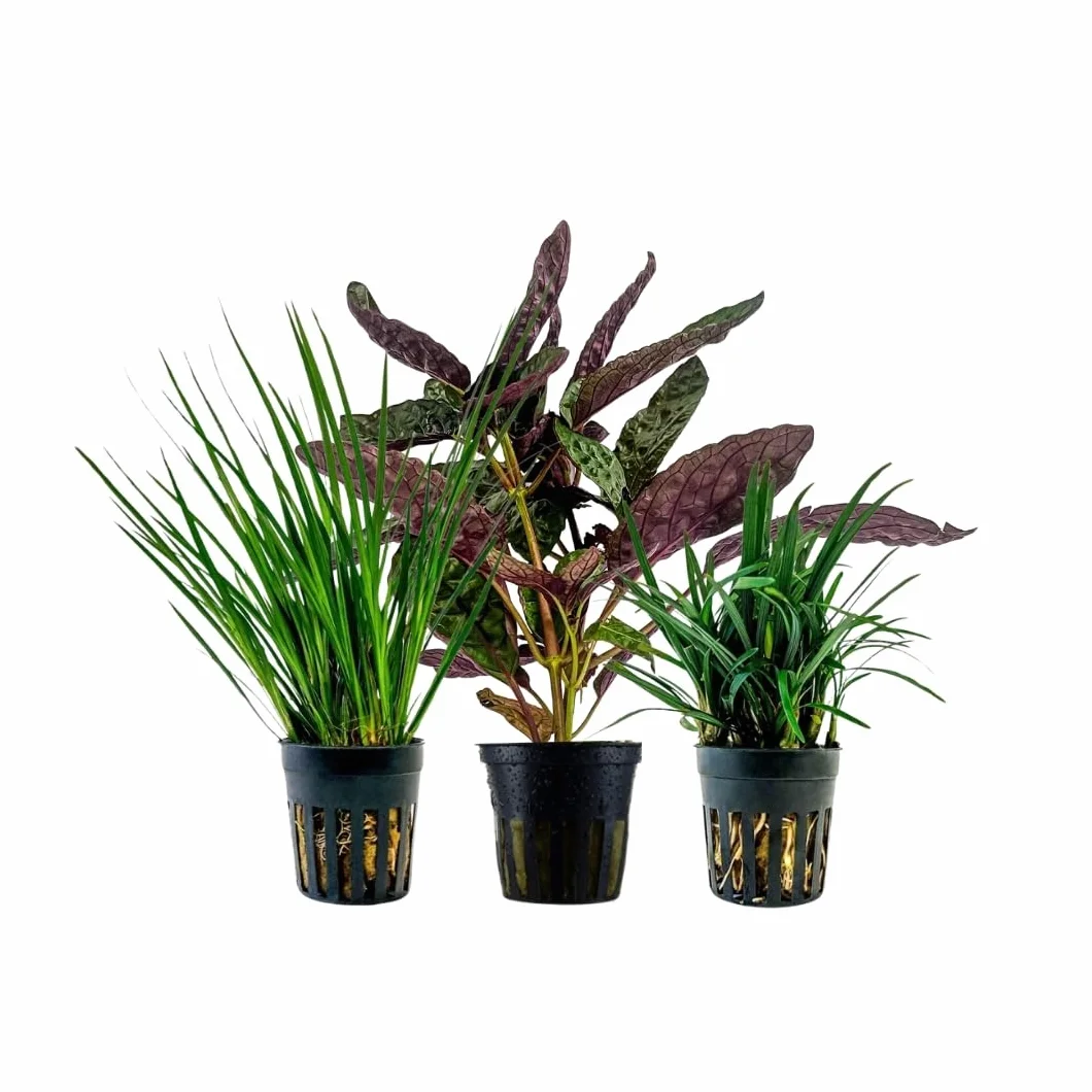 Acorus gramineus Hemygraphis Exotica Ophiopogon Kyoto AquaOne Lot de 3 plantes de terrarium vivantes paludarium forêt tropicale