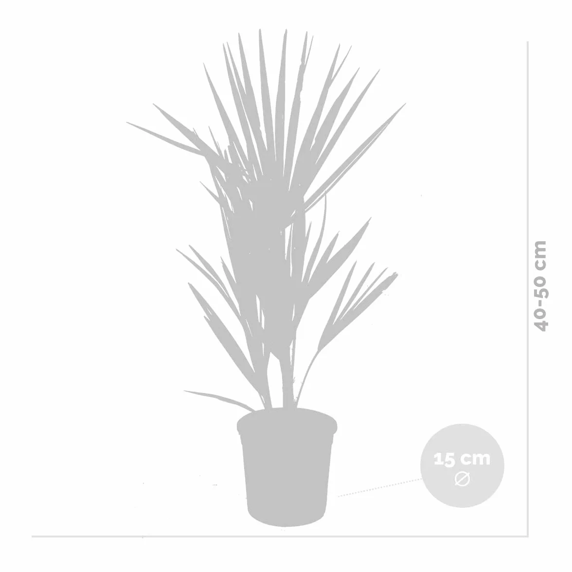 Chamaerops Humilis Palmier nain européen rustique Hauteur 40-50 cm Pot 15 cm