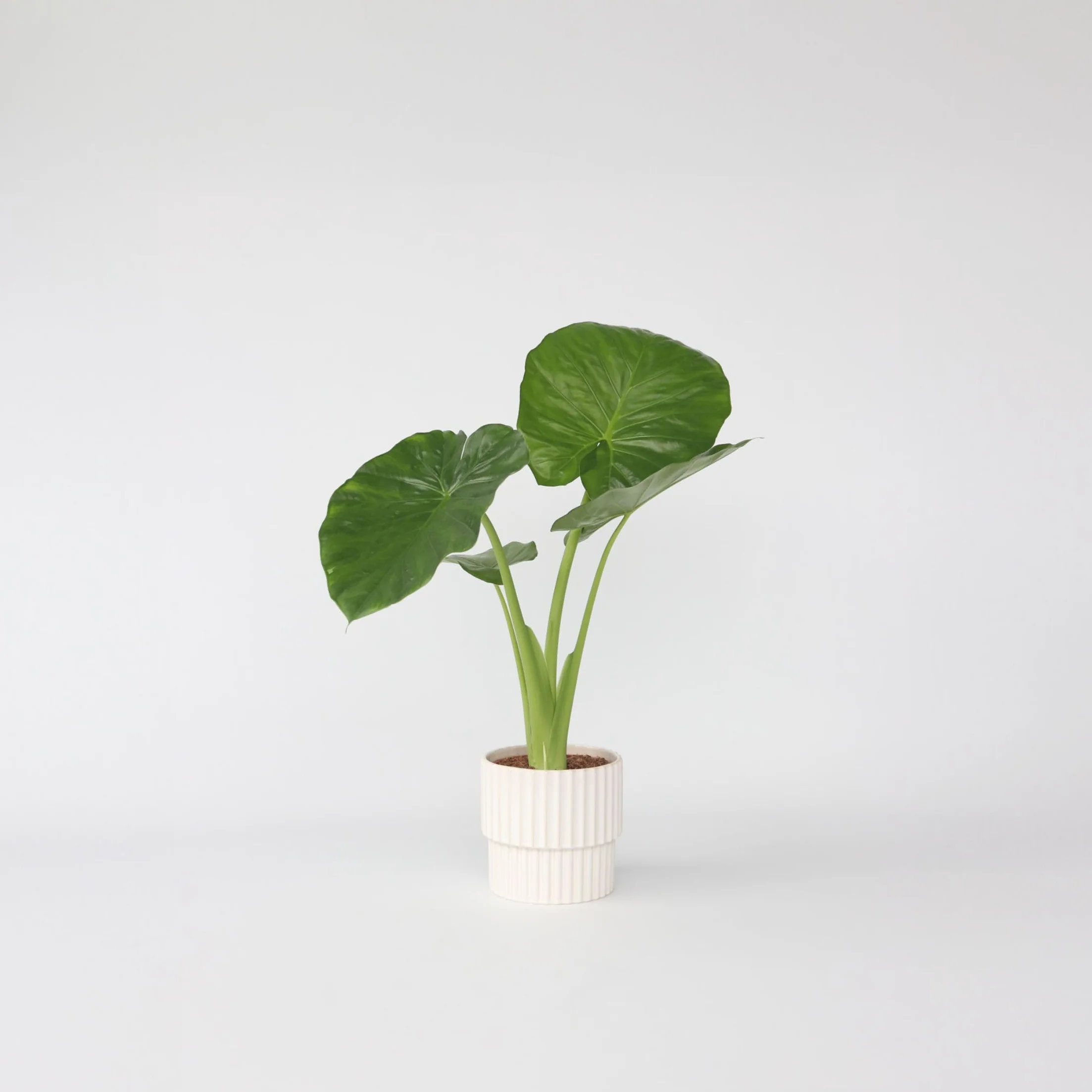 Alocasia Odora Oreille d'éléphant Pot 17cm Hauteur 55-75cm