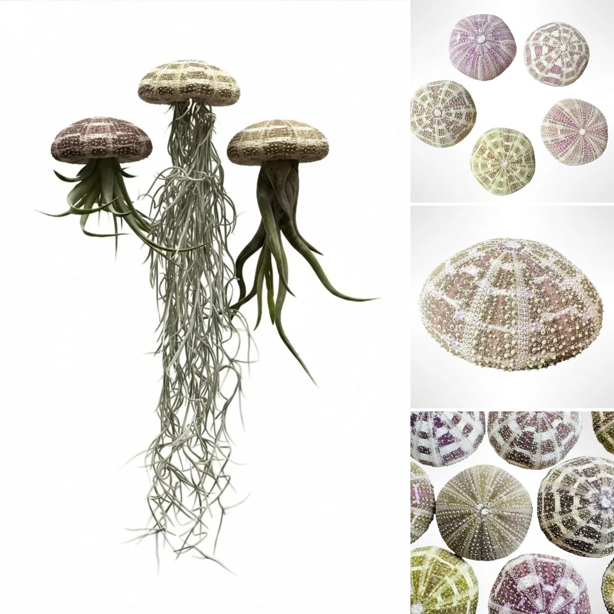 Trendyairplants - Lot de 3 Plantes Aériennes Réelles Tillandsia avec Coquilles d'Oursin Alfonso - Décoration Naturelle Intérieure - Purificateur d'Air - Facile d'Entretien - Cadeau Original