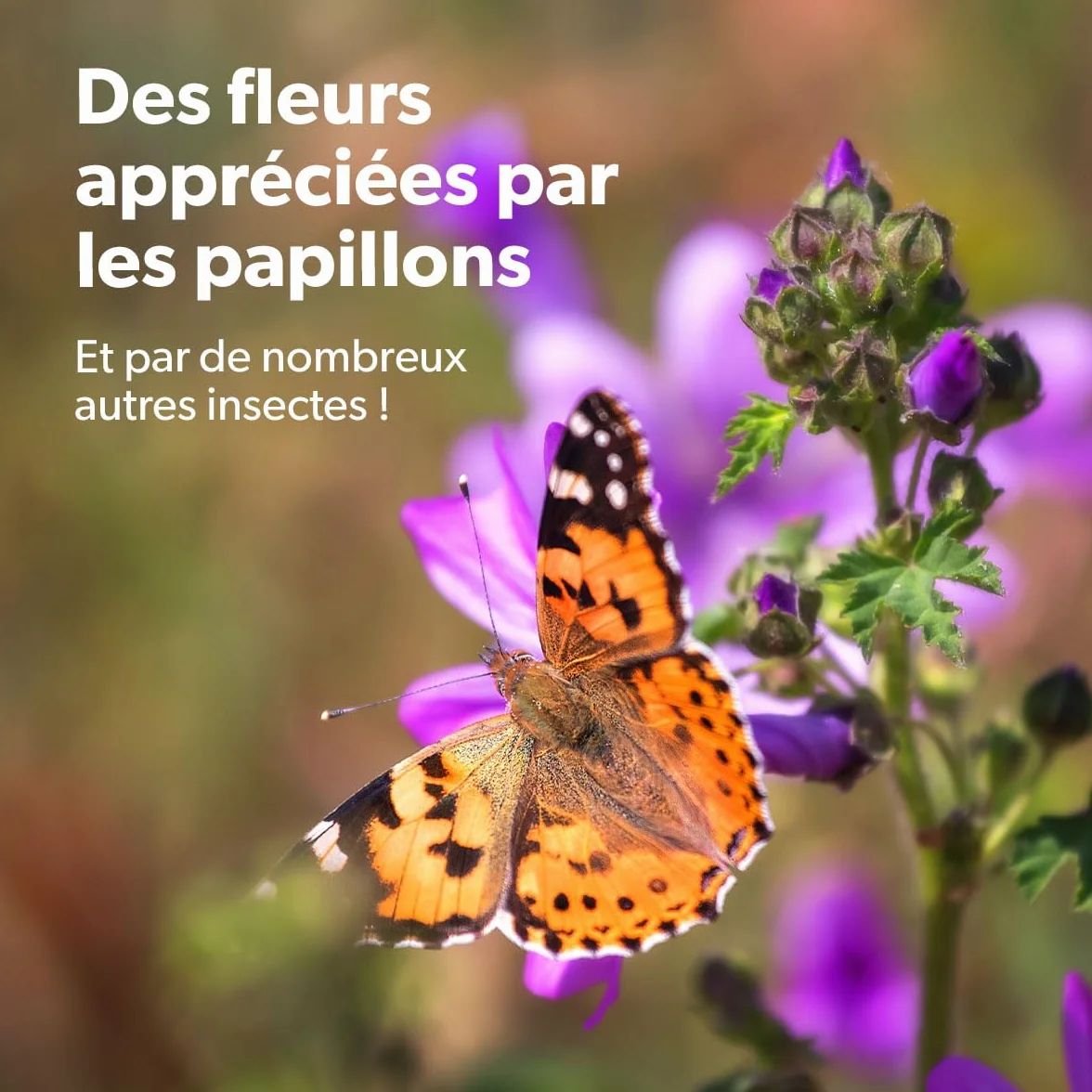 MRS Flower Bombs Originals 50x Bombes de graines biologiques fleurs sauvages