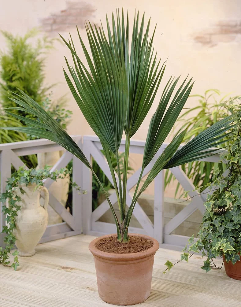 Chamaerops Humilis Palmier nain européen rustique Hauteur 40-50 cm Pot 15 cm