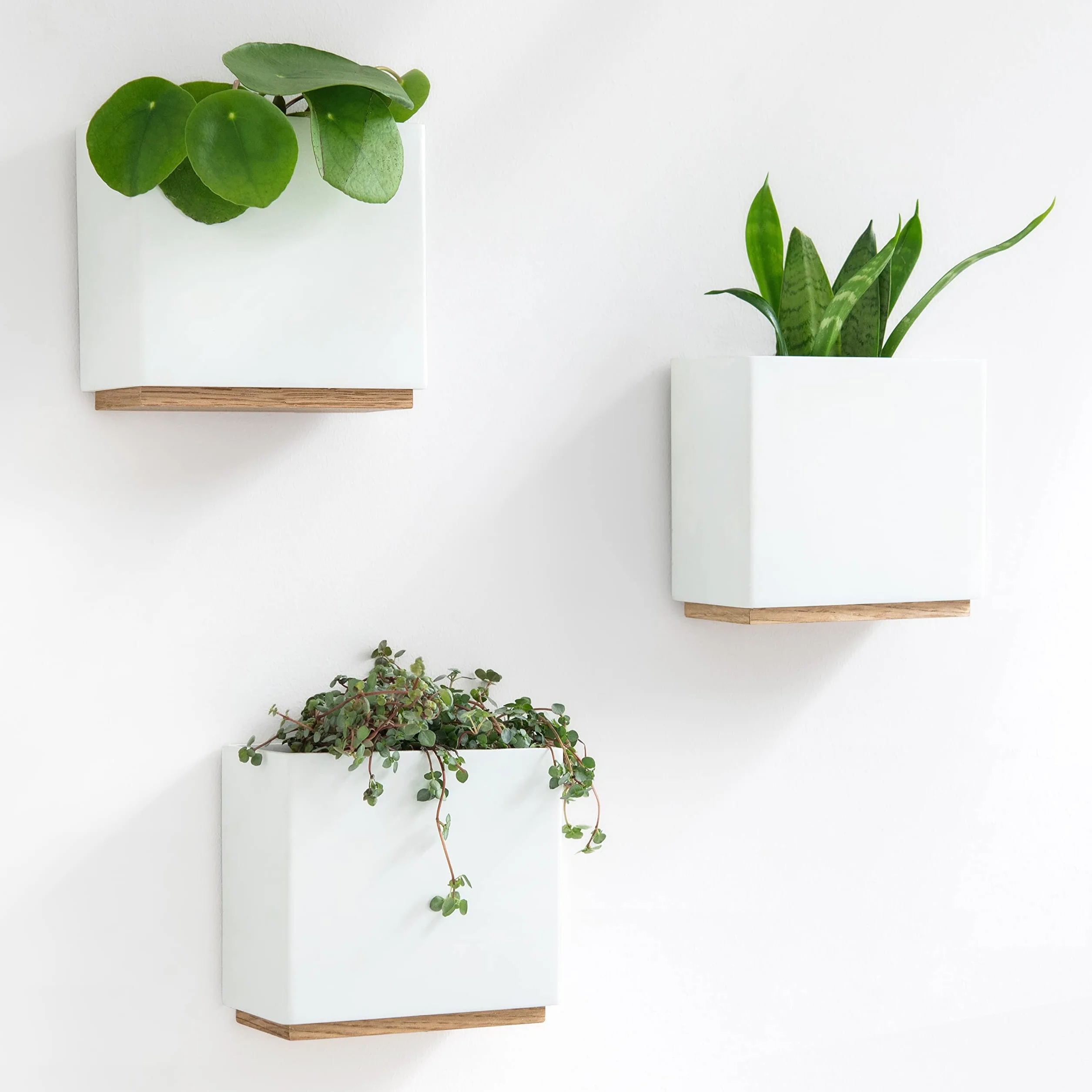 Kazai. Jardinières Murales -Alma- | 3 Pots de Fleurs Suspendus Modernes en Résine | Ensemble de Porte-Plantes pour Plantes d'intérieur, Plantes artificielles et Plus | Blanc