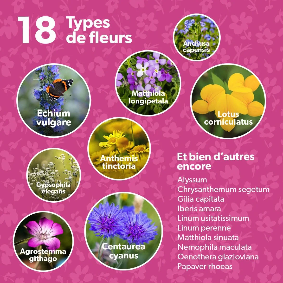MRS Flower Bombs Originals 50x Bombes de graines biologiques fleurs sauvages