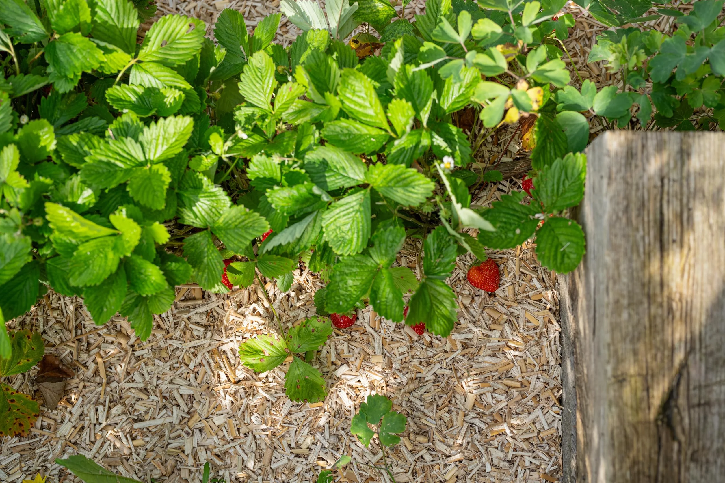 Floragard Paillis pour Fraises et Légumes 2x20L Miscanthus sans Pesticides