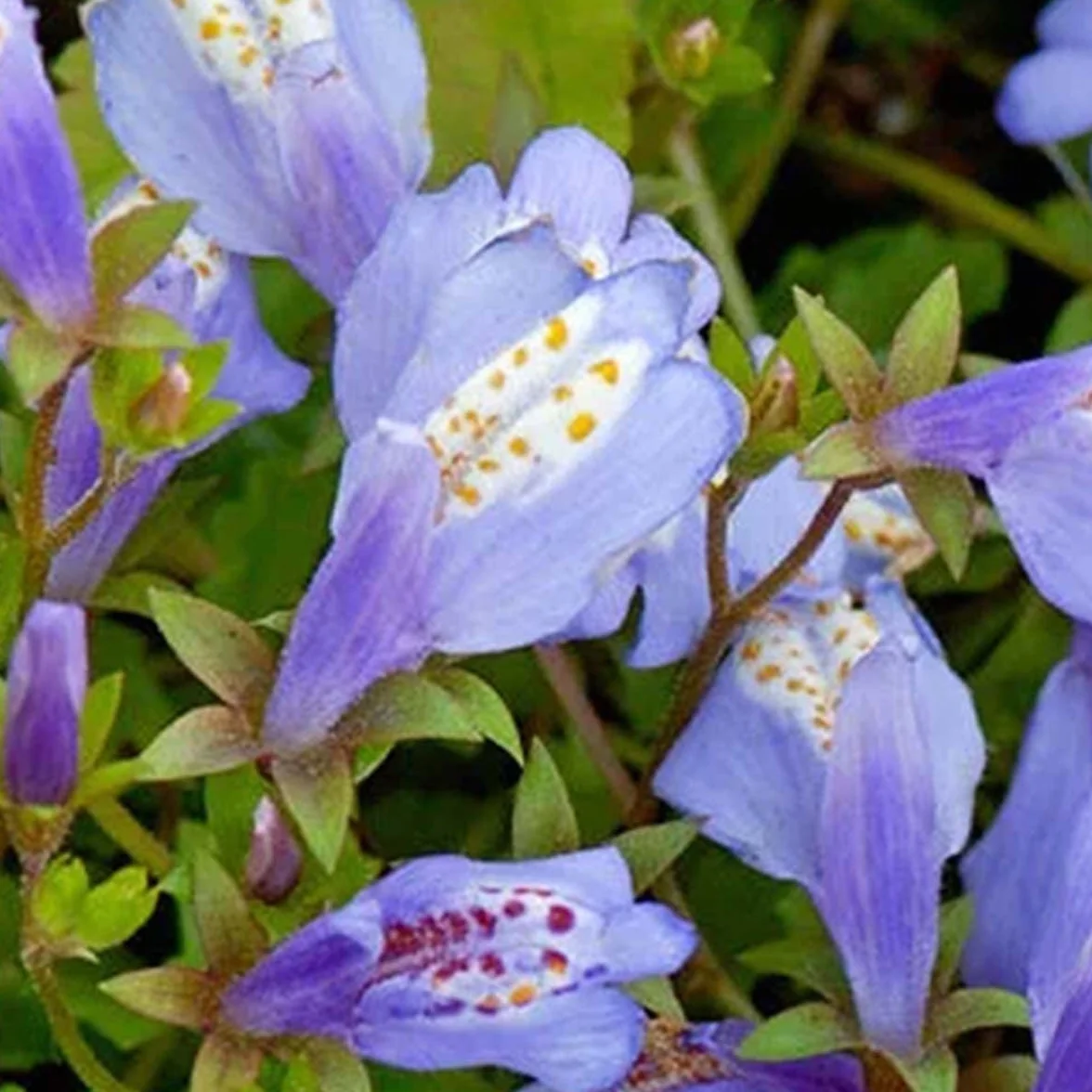 Bloomique Mazus Reptans rampant Plantes de bassin aquatiques Rustique Hauteur 10-20 cm Pot 9 cm