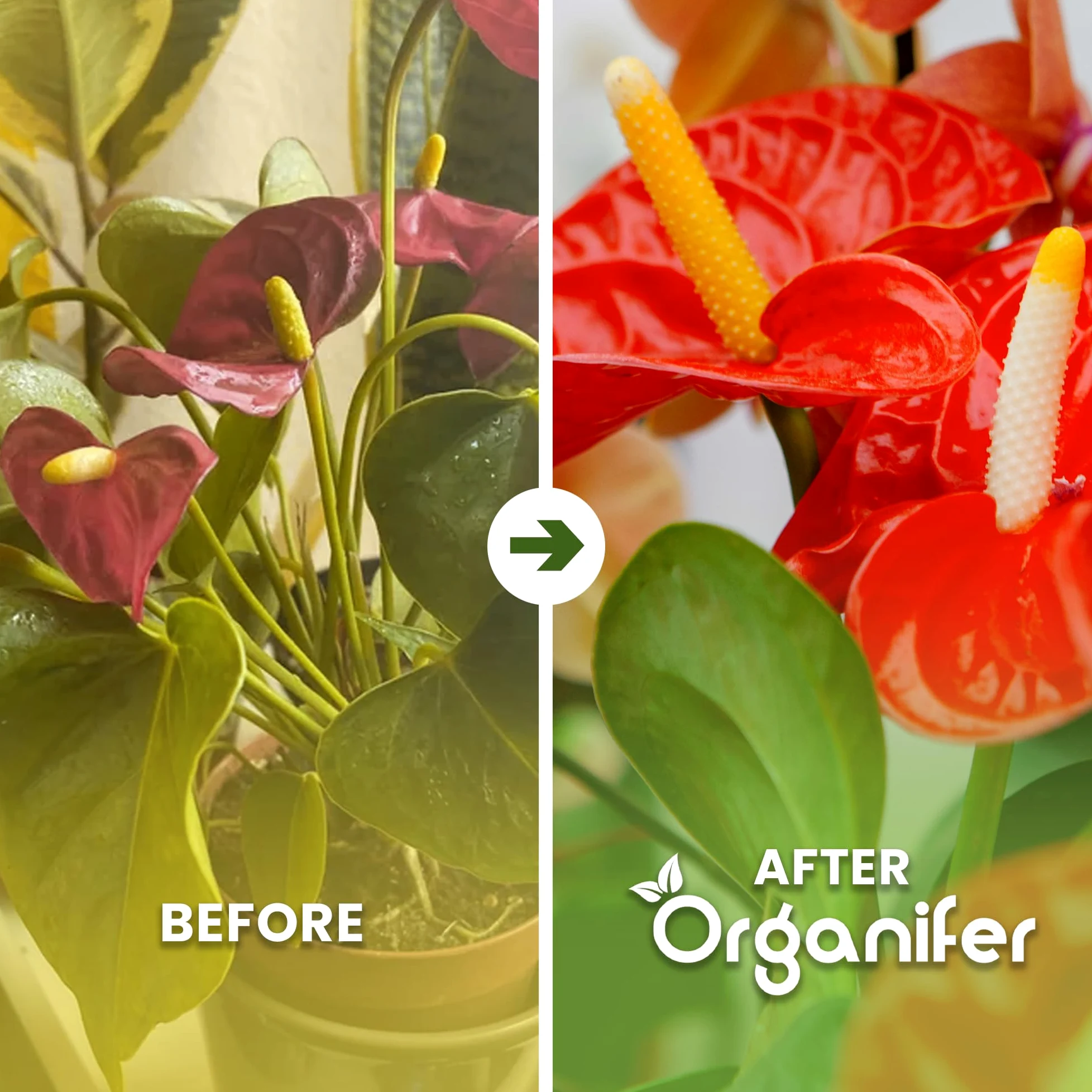 Anthurium Engrais liquide – Engrais liquide organique pour fleurs abondantes & racines solides – Favorise les tiges & vitalité – Organifer (1L)
