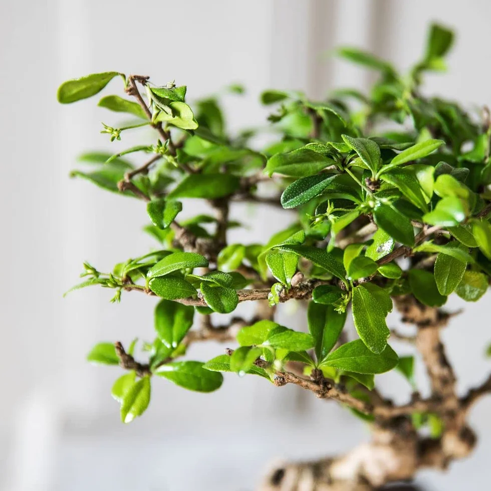 Fleurs et Délices - Bonsai et son champagne - Plante d'intérieur - Décoration d'intérieur - Cadeau anniversaire à Offrir - Fabrication Française Artisanale de Qualité