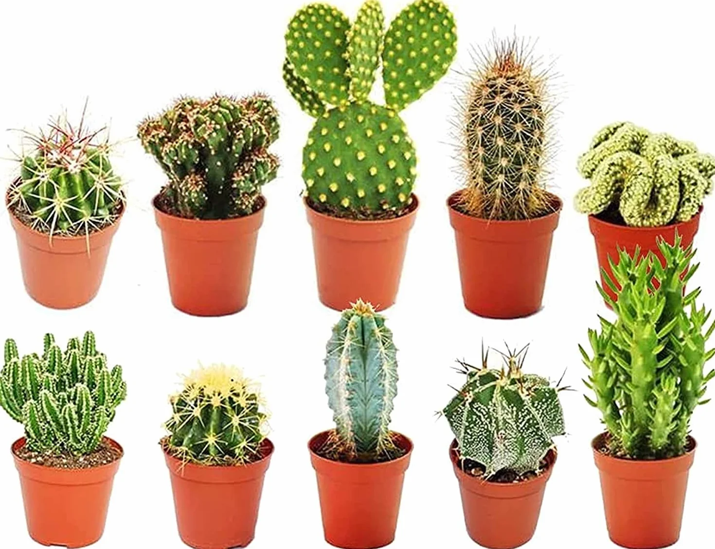 Collection Cactus Mixtes Vert - 10 Sortes Différentes