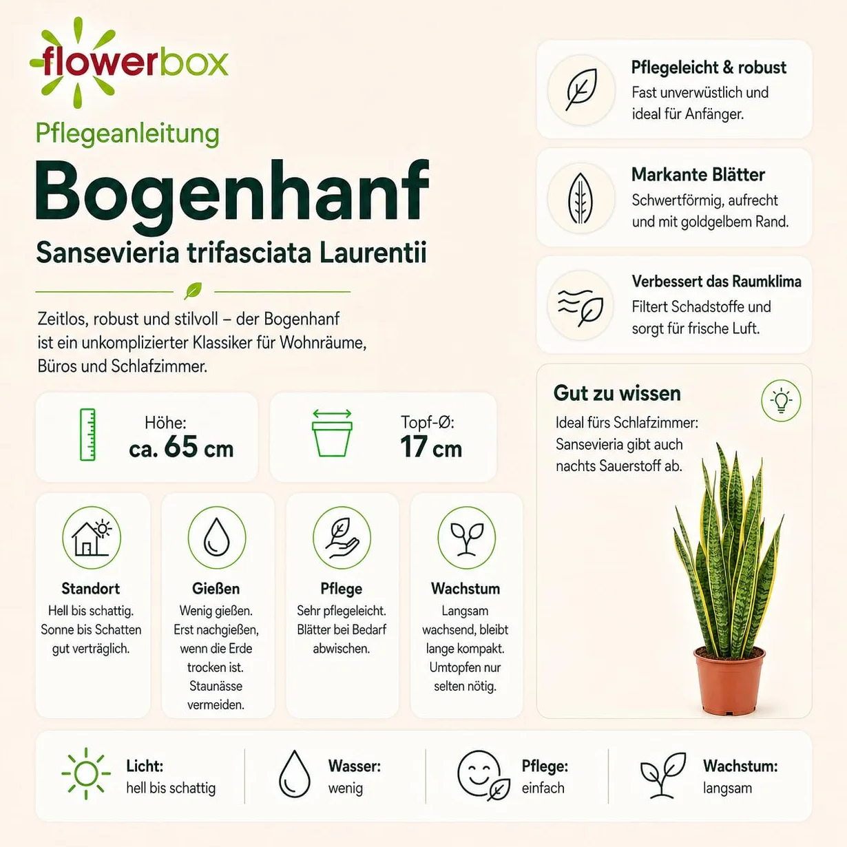 Sansevière - plante d'intérieur facile d'entretien, Sansevieria trifasciata Laurentii - hauteur env. 65 cm, pot-Ø 17 cm