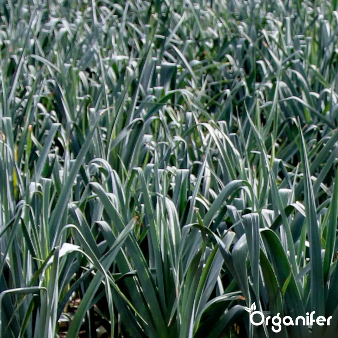 Engrais liquide organique 1L pour Poireau – croissance optimale et feuillage luxuriant – Organifer
