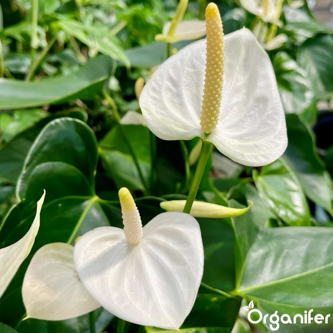 Anthurium Engrais liquide – Engrais liquide organique pour fleurs abondantes & racines solides – Favorise les tiges & vitalité – Organifer (1L)