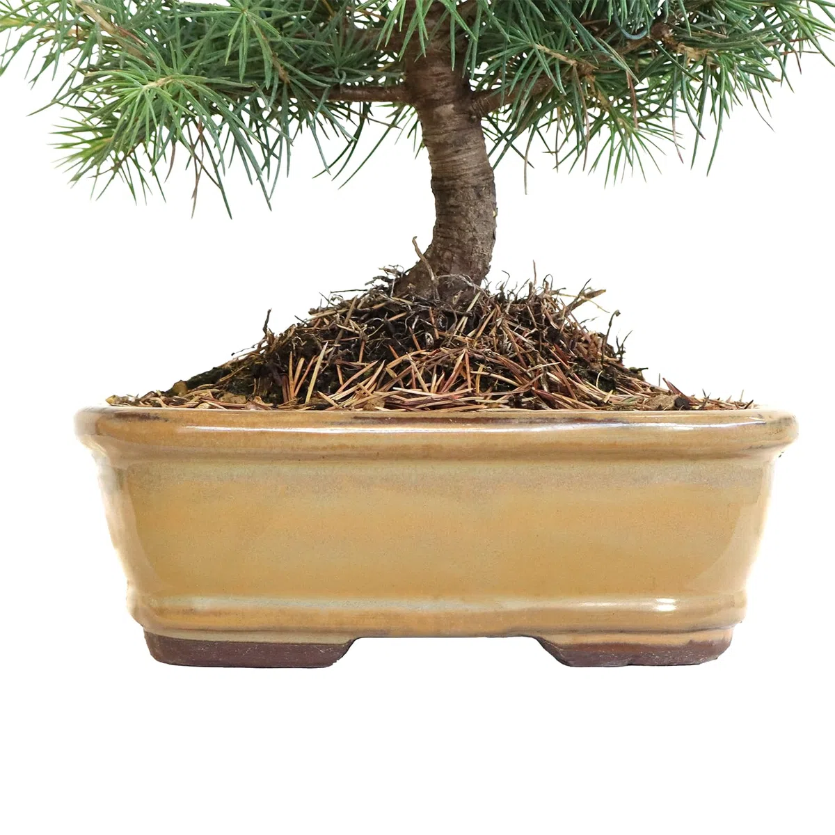 KENTIS - Bonsaï Cedrus Libani - Cèdre du Liban - Plante Véritable Pour Extérieur Résistante - Plantes Ornementales - Vase en Céramique 26 cm