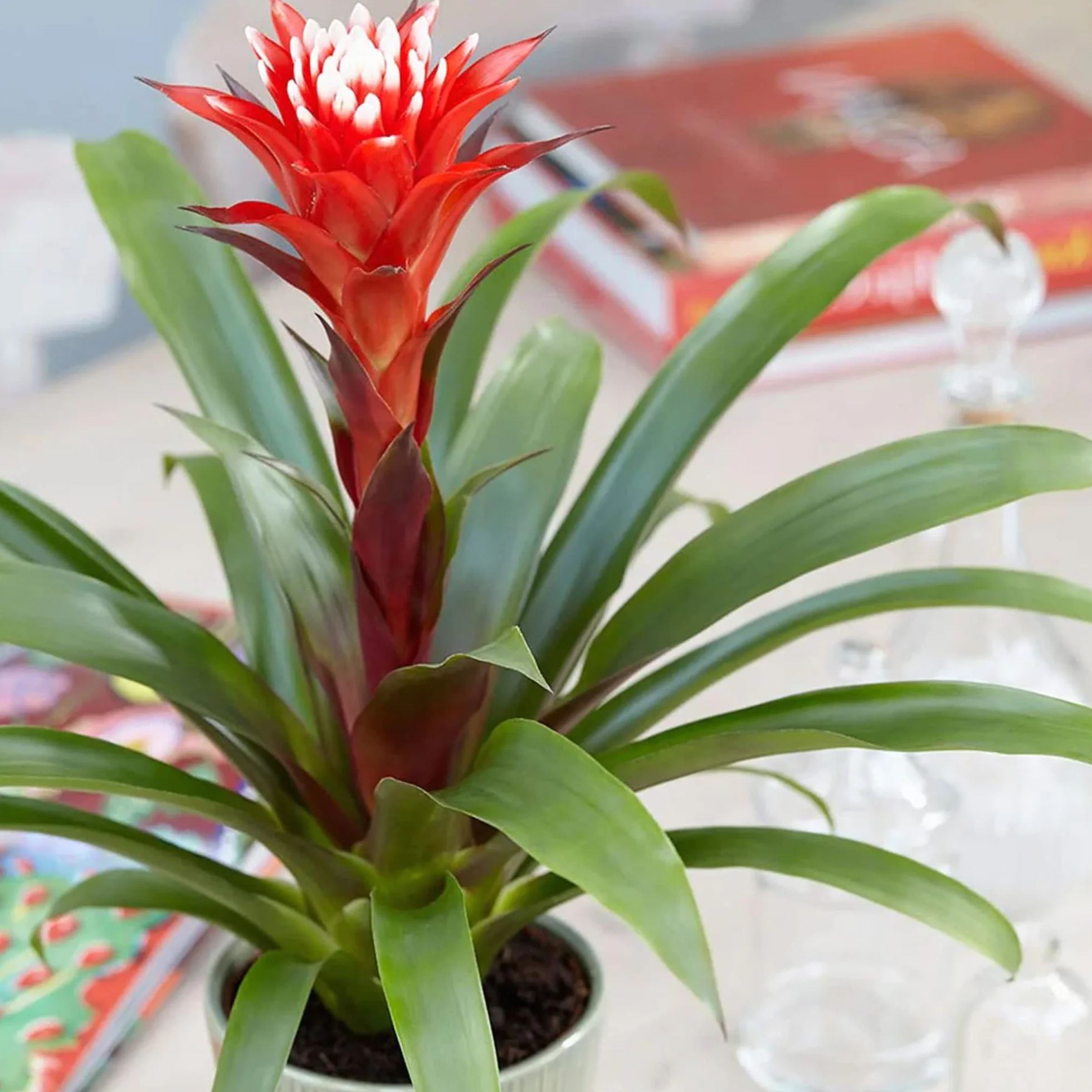 Bromélia Guzmania Hope Plante d'intérieur à fleurs exotiques 40-50 cm pot inclus