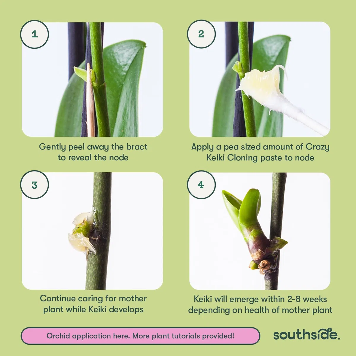 Pâte clonage orchidée Cultivez vos Keikis Phalaenopsis rapidement - Cytokinine et vitamines B1 activent les bourgeons afin d’agrandir collection de plantes - Utilisable sur plantes d’intérieur