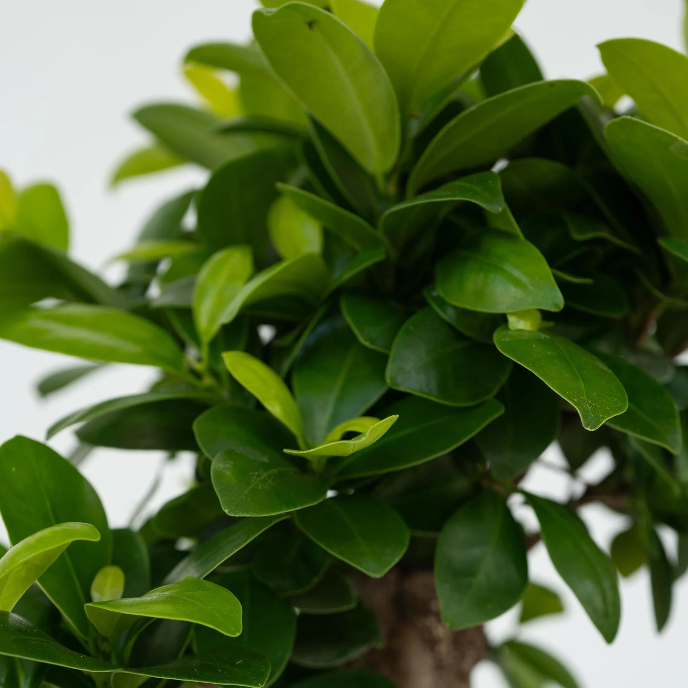 Bonsaï Ficus Ginseng Plante d'intérieur Pot 12cm Hauteur 30-40cm
