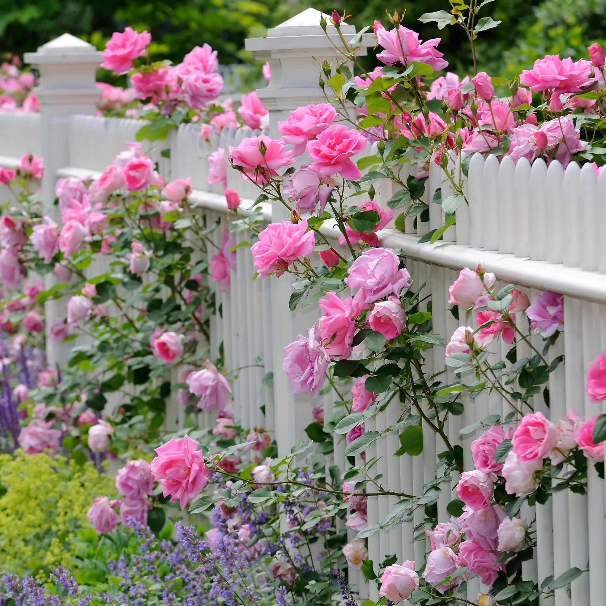 Rosier Grimpant Rose – Plante Grimpante Fleurie pour Murs, Pergolas & Clôtures
