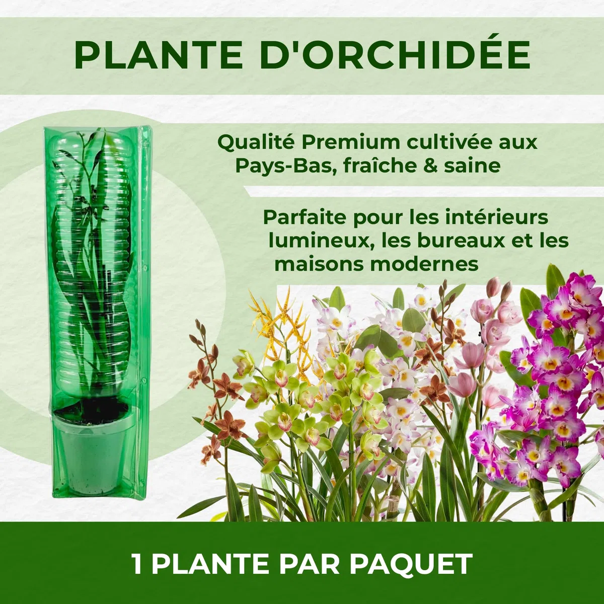 Orchidée Oncidium Joost - 2 Plantes Intérieur Naturelles - 30-40 cm - Avec fleurs et légèrement parfumées - Naturelle Plantes de Hollande (pas de graines, non artificielle)