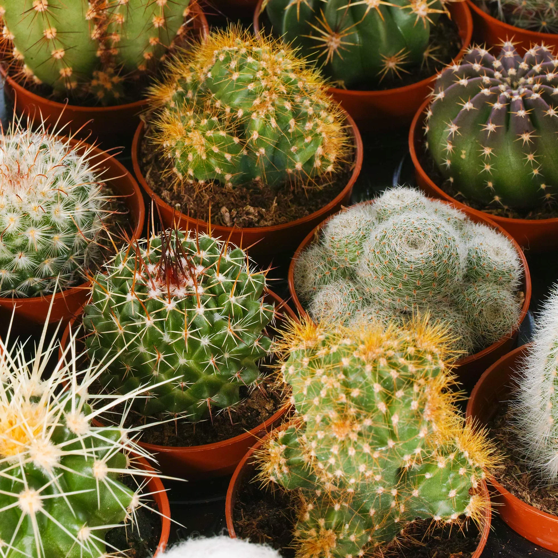 GardenersDream Ensemble Cactus et Plantes Grasses Naturelles 10 Plantes Succulentes