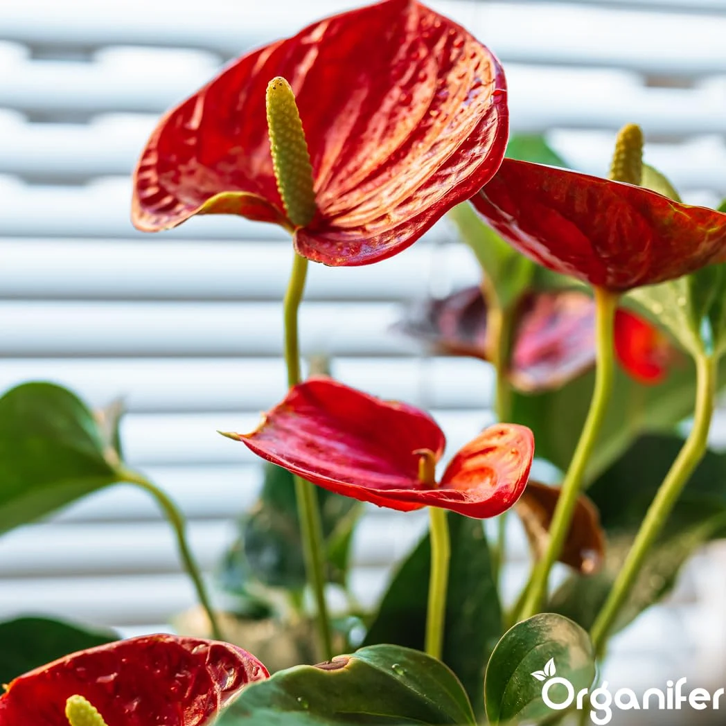 Anthurium Engrais liquide – Engrais liquide organique pour fleurs abondantes & racines solides – Favorise les tiges & vitalité – Organifer (1L)